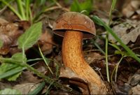 7boletus