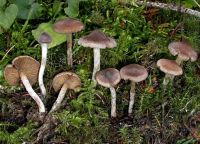 cortinarius_decipiens