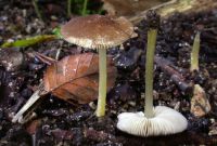 pluteus_romelli