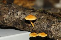_MG_2308_DxOweb