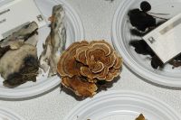 _MG_2325_DxOweb