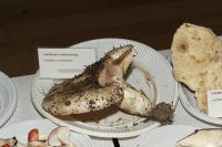 _MG_2412_DxOweb