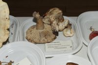_MG_2421_DxOweb