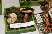 Russula_torulosa_IMG_0661_DxOarticle