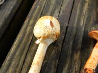 _Agaricus_silvicola_DSCN1819