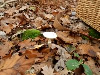 _Amanita_citrina_DSCN1812