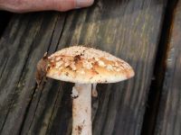 _Amanita_rubescens_DSCN1820