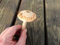 _Amanita_rubescens_DSCN1822