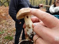 _Boletus_edulis_DSCN1793