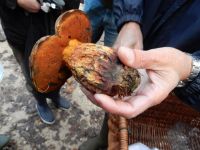 _Boletus_erythropus_DSCN1779