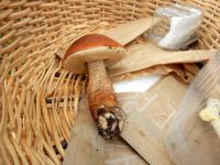 _Leccinum_aurantiacum_DSCN1792