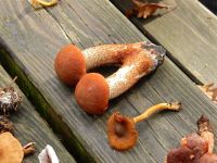 _Leccinum_aurantiacum_DSCN1831