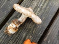 _Tricholoma_lascivum_DSCN1821