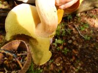 Boletus_aestivalis_DSCN1165