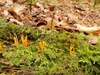 Calocera_viscosa_DSCN1153