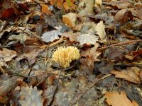 Clavulina_coralloides_DSCN1143