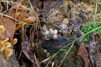 Helvella_sulcata_IMG_0191_DxOarticle