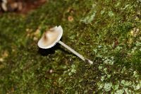 Mycena_galericulata_IMG_0248_DxOarticle