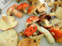 Russula_sp._DSCN1238