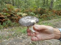 Russula_sp_DSCN1133