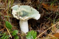 Russula_virescens_IMG_0201_DxOarticle