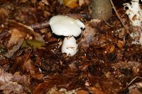 Tricholoma_pseudoalbum_IMG_0281_DxOarticle