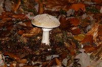 _Amanita_rubescens_IMG_1041_DxOarticle