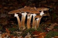 _Armillaria_mellea-IMG_1045_DxOarticle