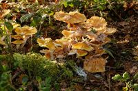 _Armillaria_mellea-IMG_1357_DxOarticle