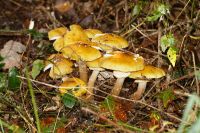 _Armillaria_mellea_IMG_1364_DxOarticle