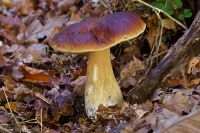 _Boletus_edulis_IMG_1064_DxOarticle.jpgIMG_1064_DxOarticle