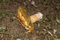 _Boletus_edulis_var_citrinus_IMG_1165_DxOarticle