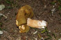 _Boletus_edulis_var_citrinus_IMG_1168_DxOarticle