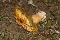 _Boletus_edulis_var_citrinus_IMG_1171_DxOarticle