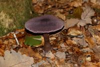 _Cortinarius_violaceus_IMG_1066_DxOarticle