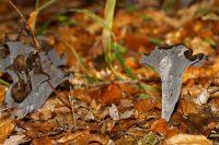 _Craterellus_cornucopioides_IMG_1381_DxOarticle