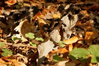 _Craterellus_cornucopioides_IMG_1390_DxOarticle