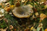 _Lactarius_necator_IMG_1401_DxOarticle