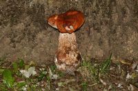 _Leccinum_aurantiacum_IMG_1175_DxOarticle