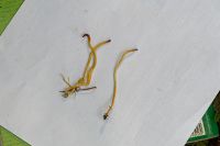 _Macrotyphula_juncea_IMG_1394_DxOarticle