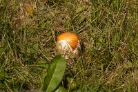 Amanita_caesarea_IMG_0125_DxOarticle