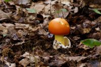 Amanita_caesarea_IMG_0152_DxOarticle