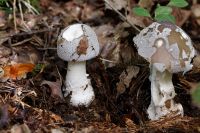 Amanita_spissa_IMG_0114_DxOarticle