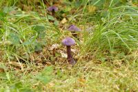 Cortinarius_violaceus_IMG_0153_DxOarticle