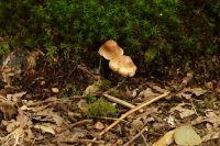 Inocybe_IMG_0128_DxOarticle