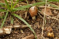 Inocybe_IMG_0133_DxOarticle