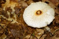 Lepiota_cristata_IMG_0145_DxOarticle