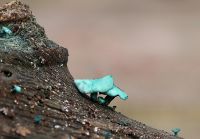 _Chlorociboria_aeruginascens