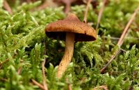 _Cortinarius_semisanguineus_2