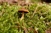 _Cortinarius_semisanguineus_IMG_1639_DxOarticle